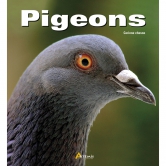 Livre: Pigeons